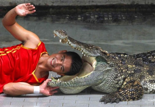 Шоу крокодилов и змей